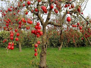 обои Яблочный сад фото
