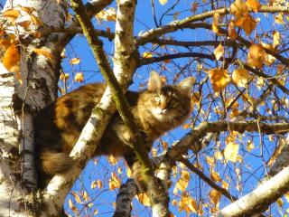 обои Осенне-солнечный кот фото