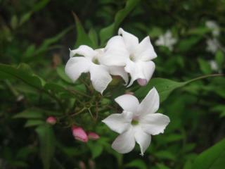 обои Расцветает белый жасмин фото