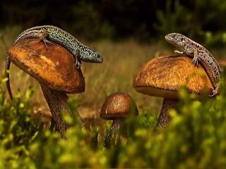обои Ящерки на грибах фото