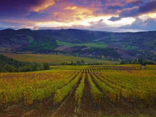 обои Осень на виноградниках Тосканы. Италия фото
