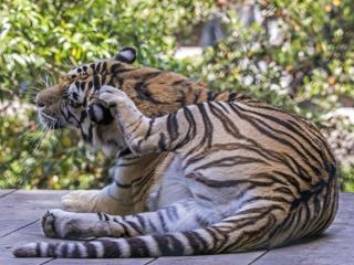 обои Тигр чешет за ухом фото