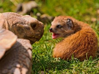 обои Черепаха и мангуст фото