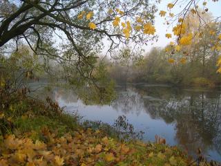 обои Осенний туман фото