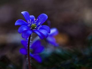 обои Маленький синий цветочек фото