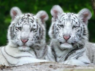 обои Тигрята альбиносы фото