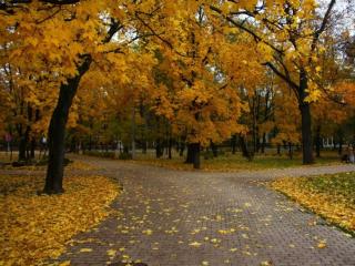 обои Осень в парке Сокольники фото
