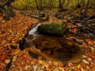 обои Осенний лесной ручей фото