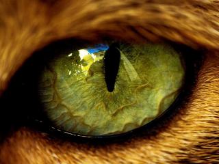 обои Большой глаз кошки фото