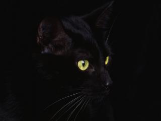 обои Настороженный кот в темноте фото