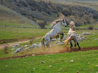 обои Дикие лошади Боснии и Герцоговины фото