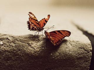 обои для рабочего стола: Разговор бабочек на камне
