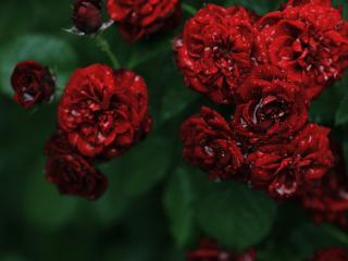 обои Бардовая роза после дождя фото