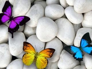 обои Разноцветные бабочки на белых камнях фото