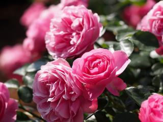 обои Куст розовой розы фото