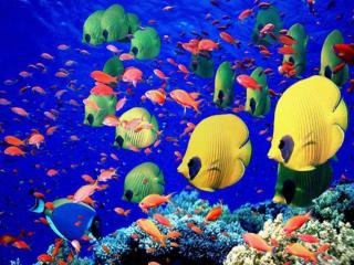 обои Разноцветные обитатели Красного моря фото