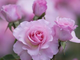 обои Нежно розовая роза фото