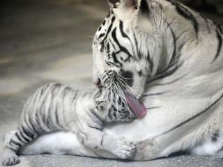 обои Тигрица с тигрёнком. Альбиносы фото
