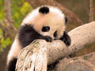 обои Маленькая стеснительная панда фото