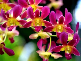 обои Орхидеи Бали фото