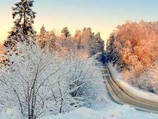 обои Дорога через зимний лес фото