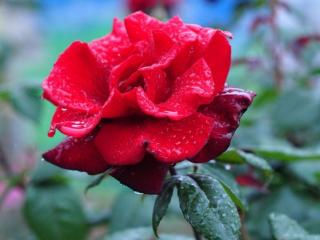 обои Красная роза после дождя фото