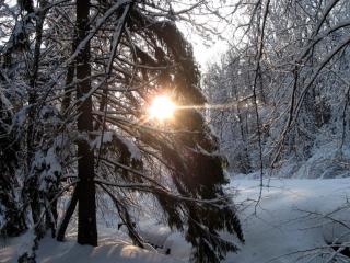 обои Солнце в зимнем лесу фото