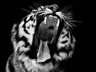 обои Рыкающий тигр на черно-белом снимке фото