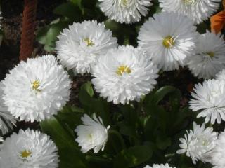 обои Белый куст хризантем фото