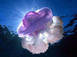 обои Сиреневая медуза фото