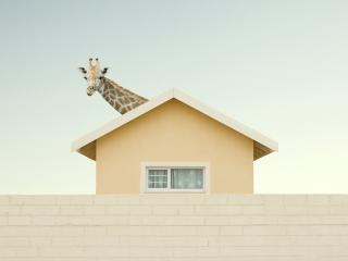 обои Жираф выглядывает из-за крыши фото