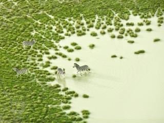 обои Зебры на зеленом пастбище фото
