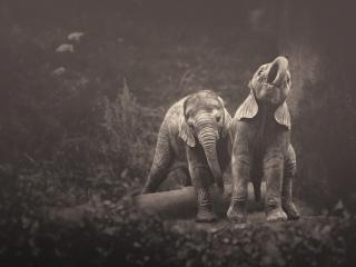 обои Двое слонят играют в лесу фото