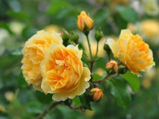 обои Куст жёлтых роз под дождём фото