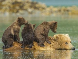 обои Медвежата на спине медведицы переплывают озеро фото