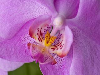 обои Сиреневая орхидея фото