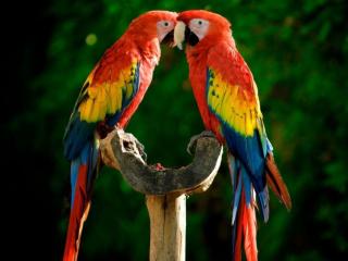 обои для рабочего стола: Два красивых попугая