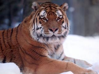 обои Тигр и зима фото
