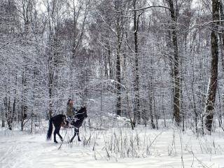 обои для рабочего стола: Верхом на лошади в зимнем лесу