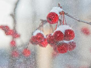 обои Снег и маленькие красные яблочки фото