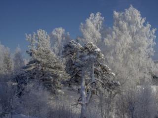 обои Ленинградская зима фото