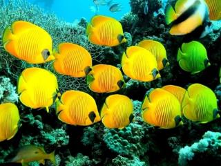 обои для рабочего стола: Жёлтые рыбки Красного моря