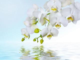 обои Нежность белой орхидеи фото