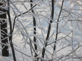 обои Деревья в снегу фото