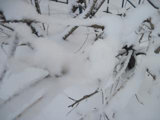 обои Трава под снегом фото