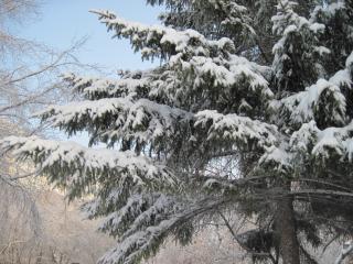 обои Снег на елке фото