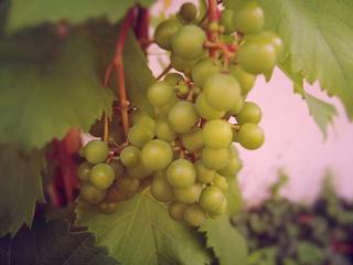обои Зреет Крымский виноград фото