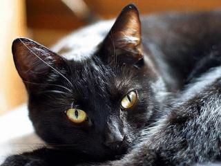 обои Чёрный кот ушастый фото