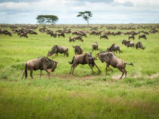 обои Антилопы гну. Национальный парк Серенгети,   Танзания фото