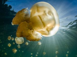обои Большая медуза в лучах солнца фото